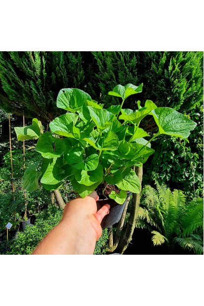 Фиалка садовая контейнер 3л